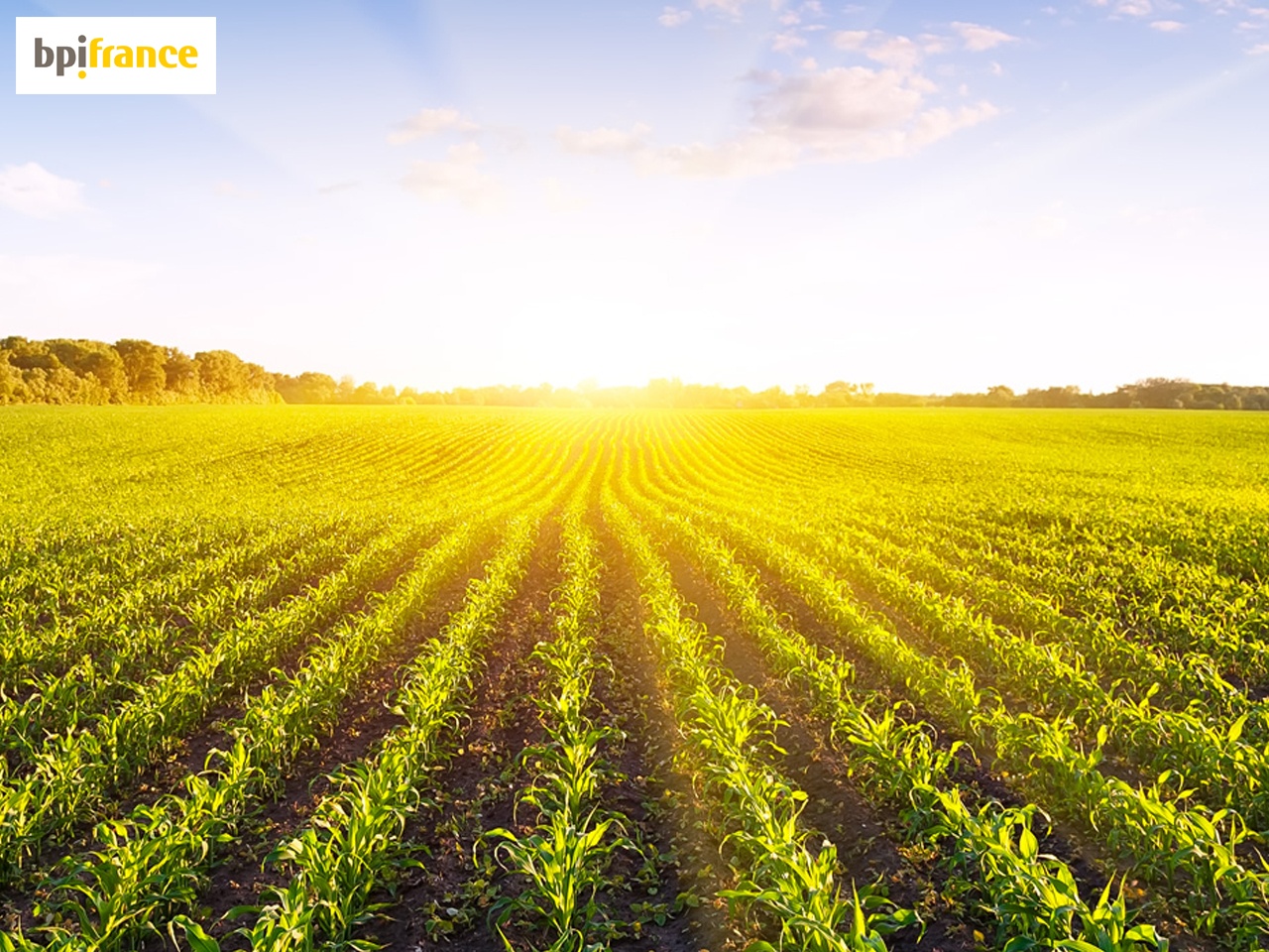 Le Ministère de l’Agriculture et de l’Alimentation et Bpifrance s’allient pour accélérer la
            croissance et la compétitivité des PME de l’agroalimentaire